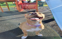 Staffordshire Bull Terrier dogs for sale: 5 year old Staffy  - Image 5