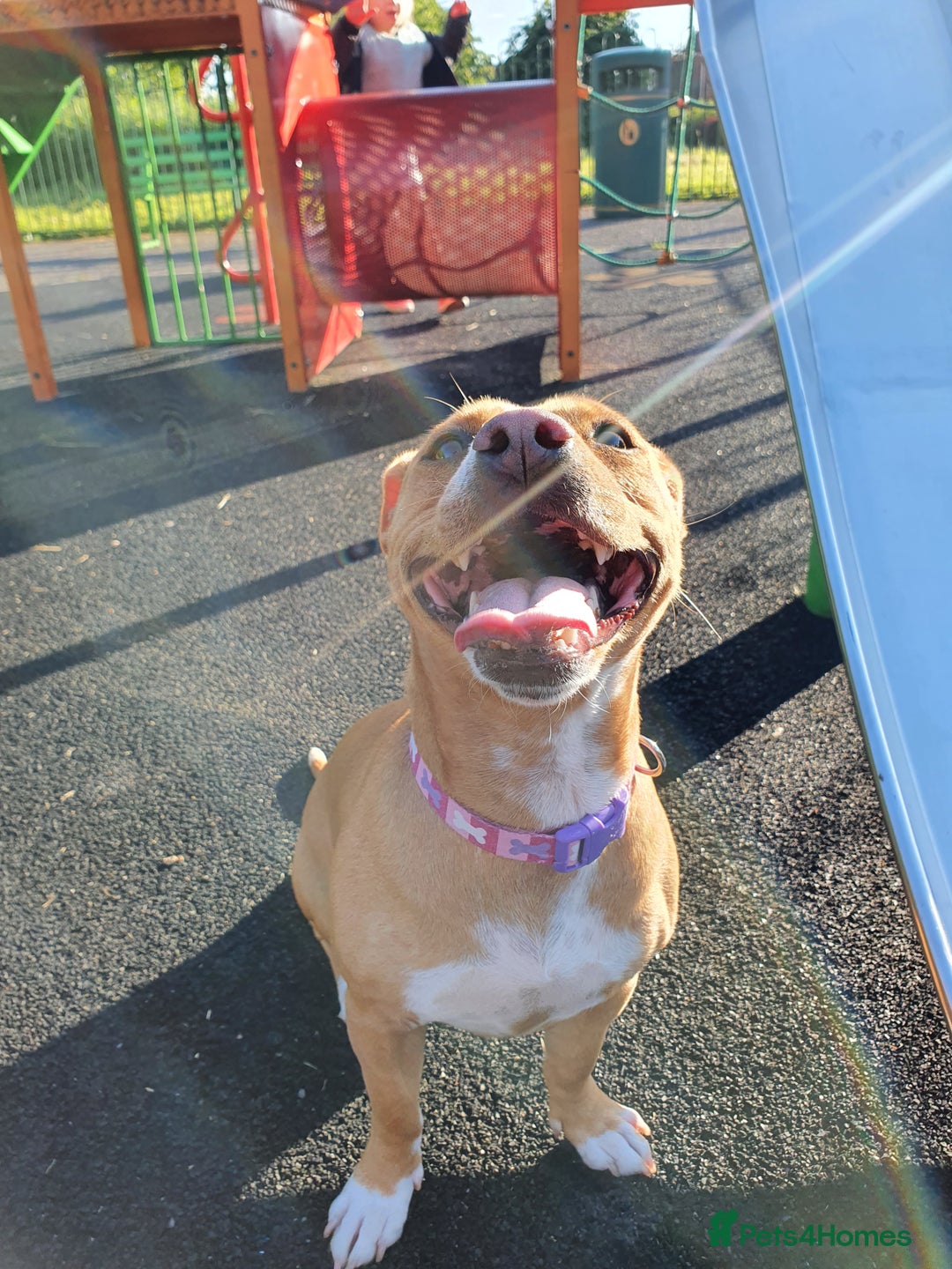 Staffordshire Bull Terrier dogs for sale: 5 year old Staffy  - Image 5