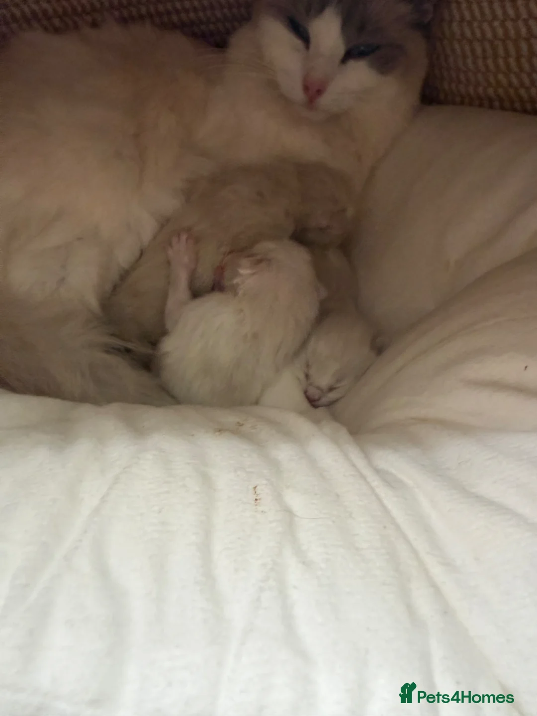 Ragdoll cats for sale: Ragdolls bio  - Advert 2