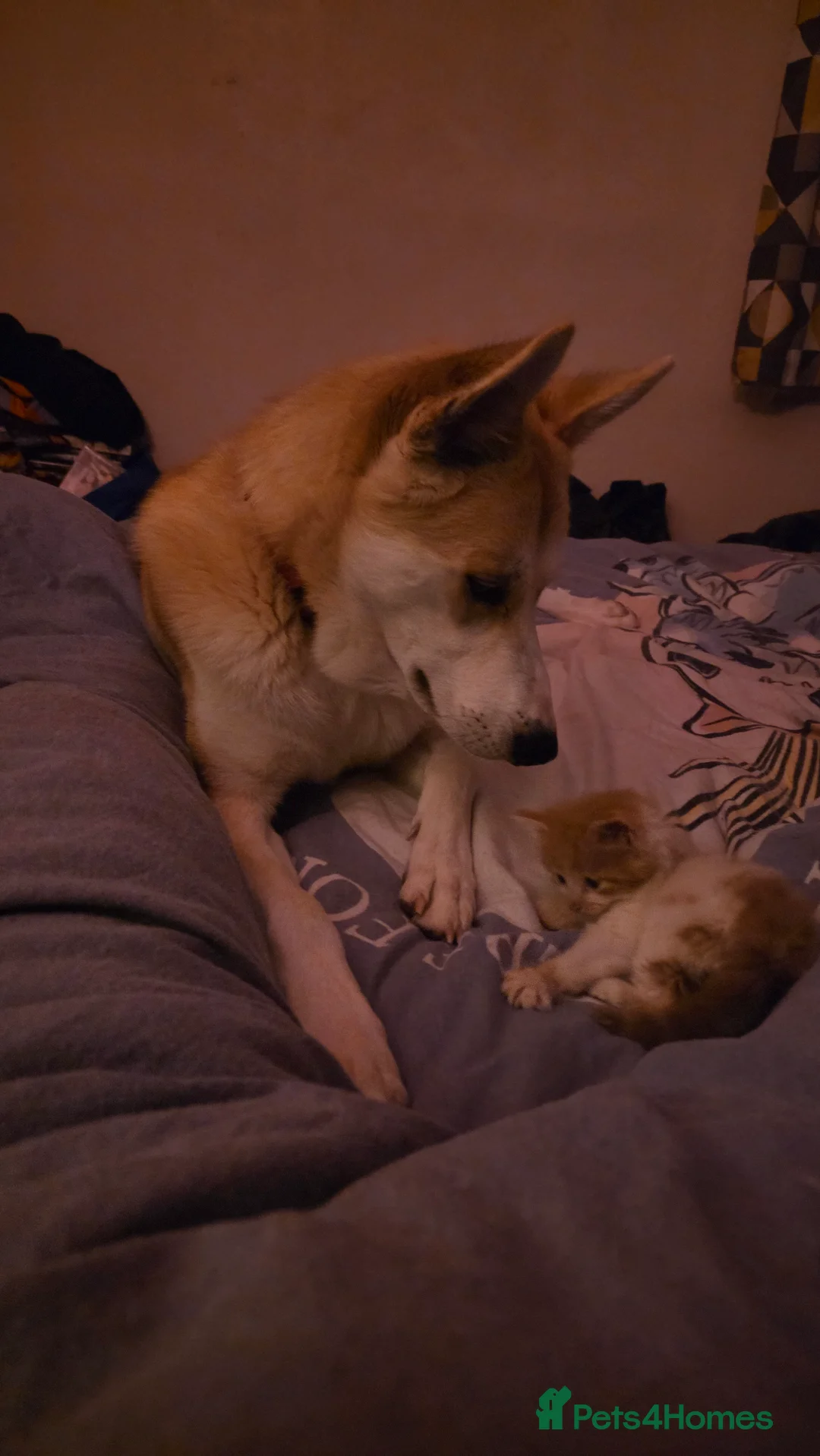 Mixed Breed dogs for sale: 18month ginger husky/collie boy - Advert 7