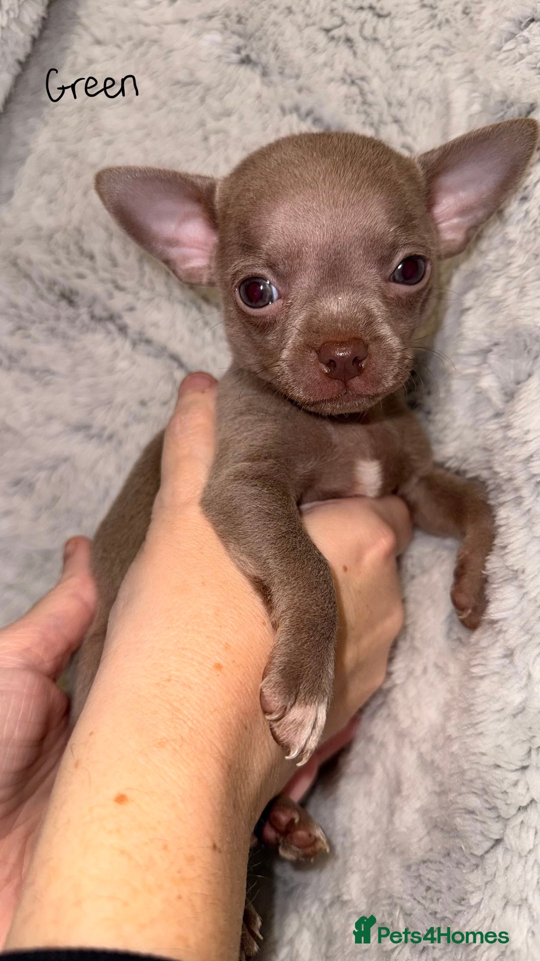 Chihuahua dogs for sale: Three Boy Chihuahuas | Lilac & Blue | Ready - Advert 28