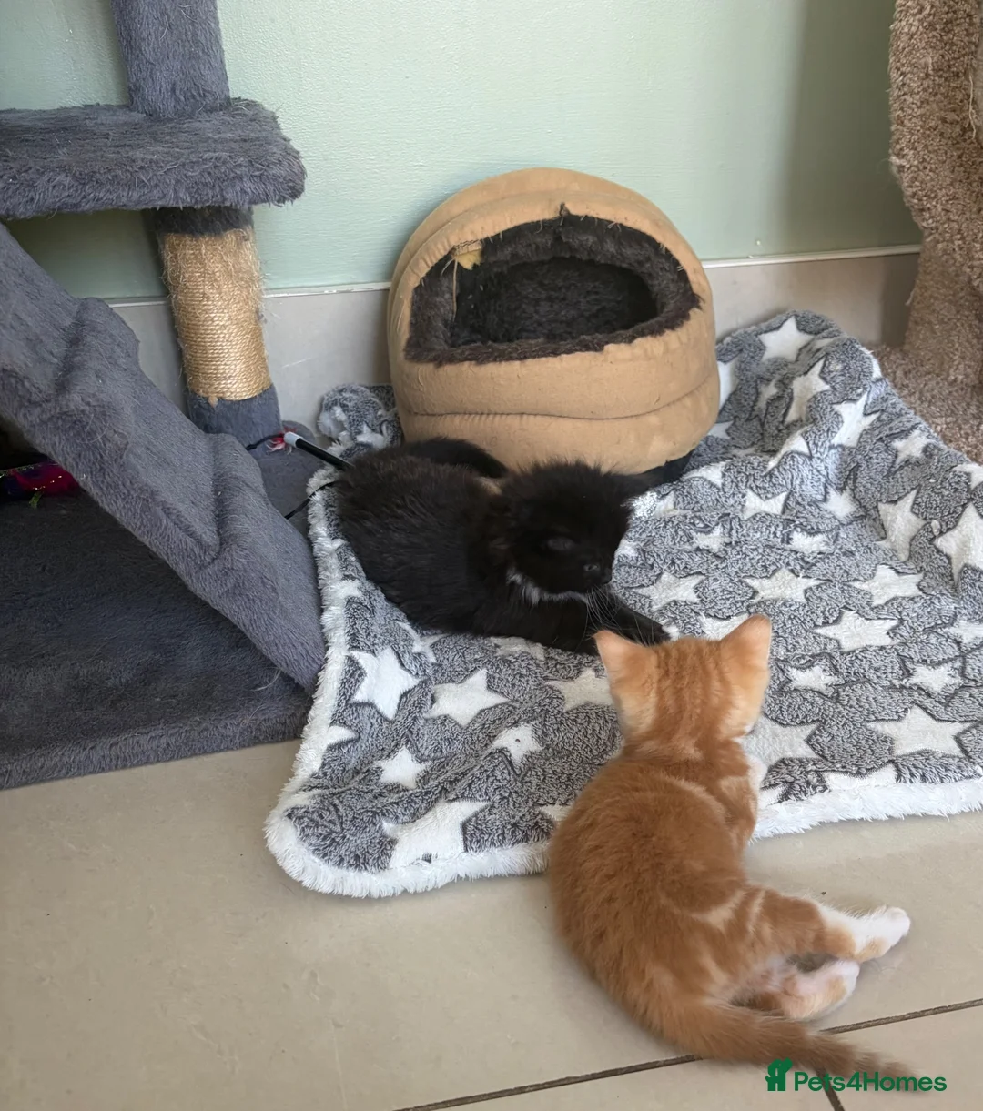 Mixed Breed cats for sale: Beautiful kittens for sale  - Advert 16