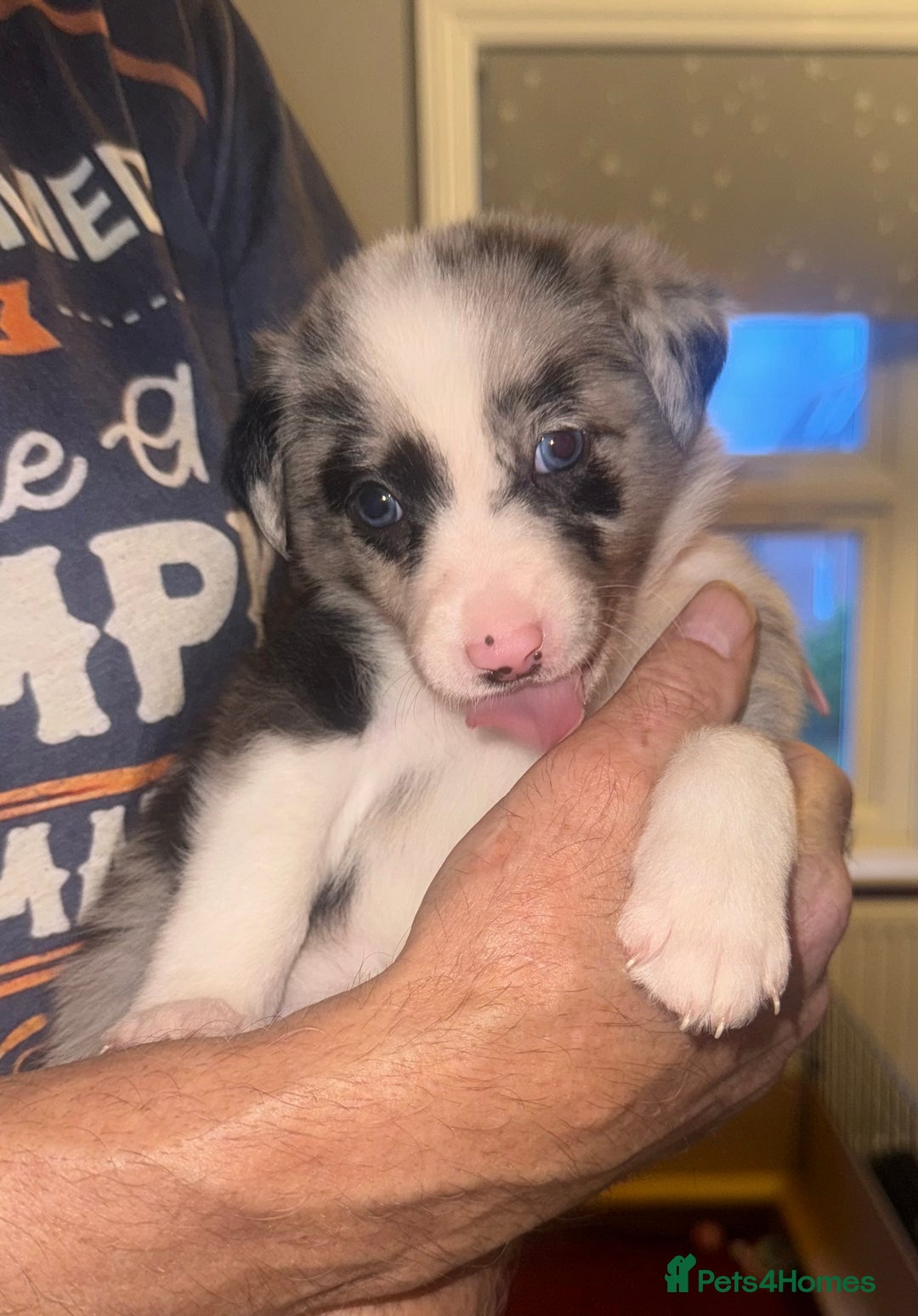 Border Collie dogs for sale: Beautiful border collie pups - Advert 7