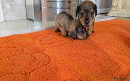 Mixed Breed dogs for sale: 3/4Dachshund X 1/4Jack  - Image 13