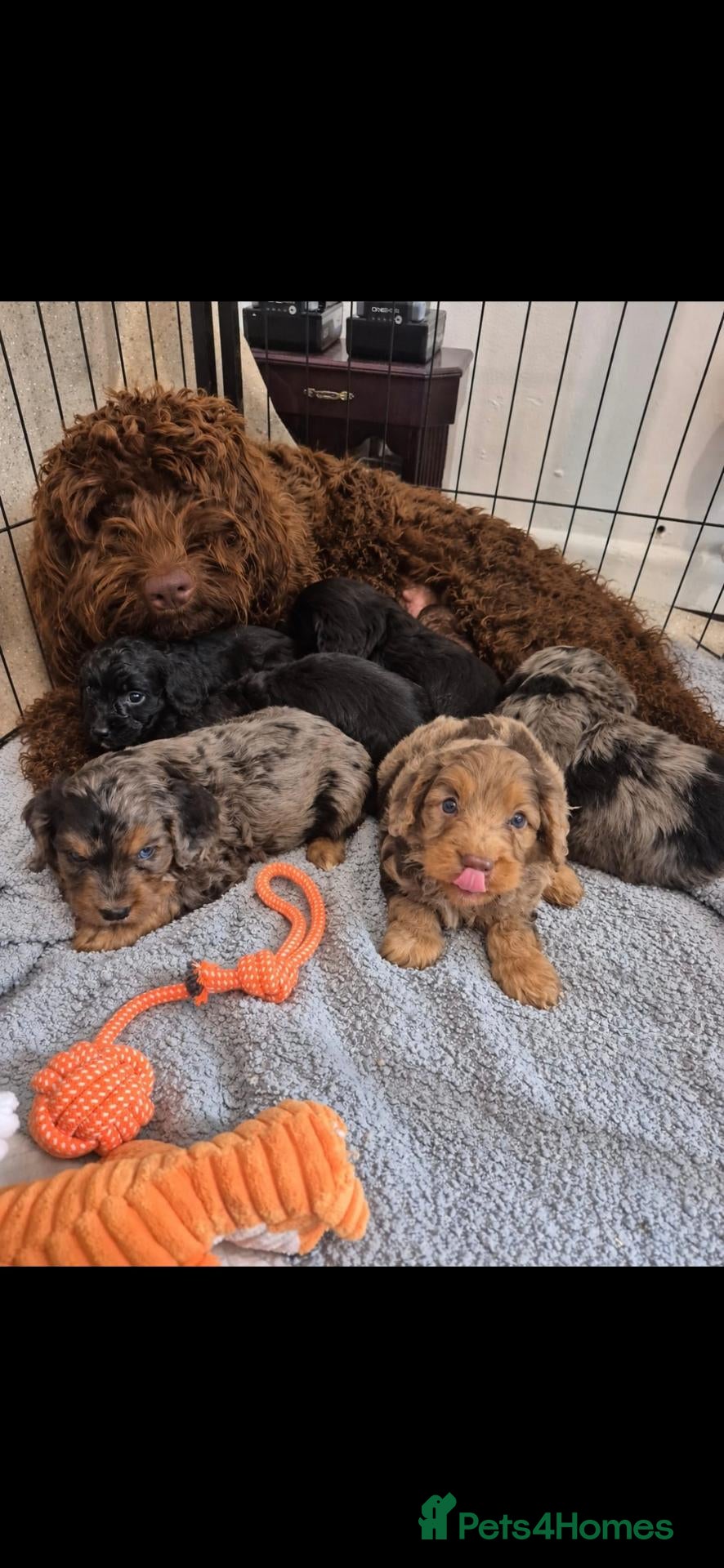 Cockapoo dogs Merle/ black n tan cockapoo puppies  - Advert 1