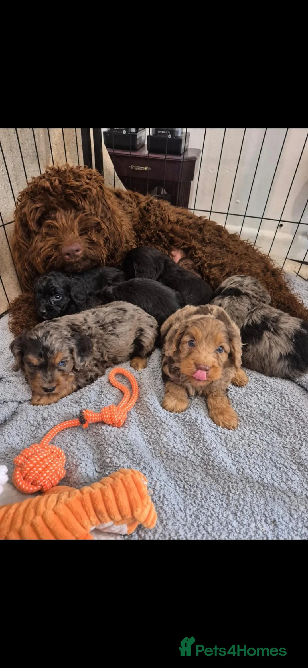 Cockapoo dogs for sale: Merle/ black n tan cockapoo puppies  - Advert 1