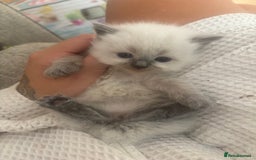 Ragdoll cats for sale: GCCF champion bloodline seal point Ragdollls - Image 6