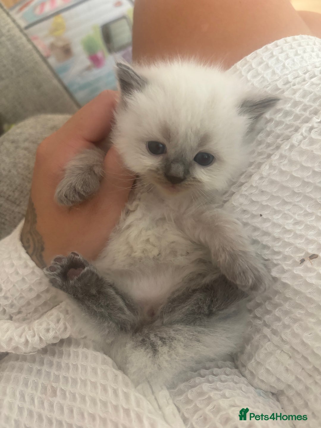 Ragdoll cats for sale: GCCF champion bloodline seal point Ragdollls - Image 6
