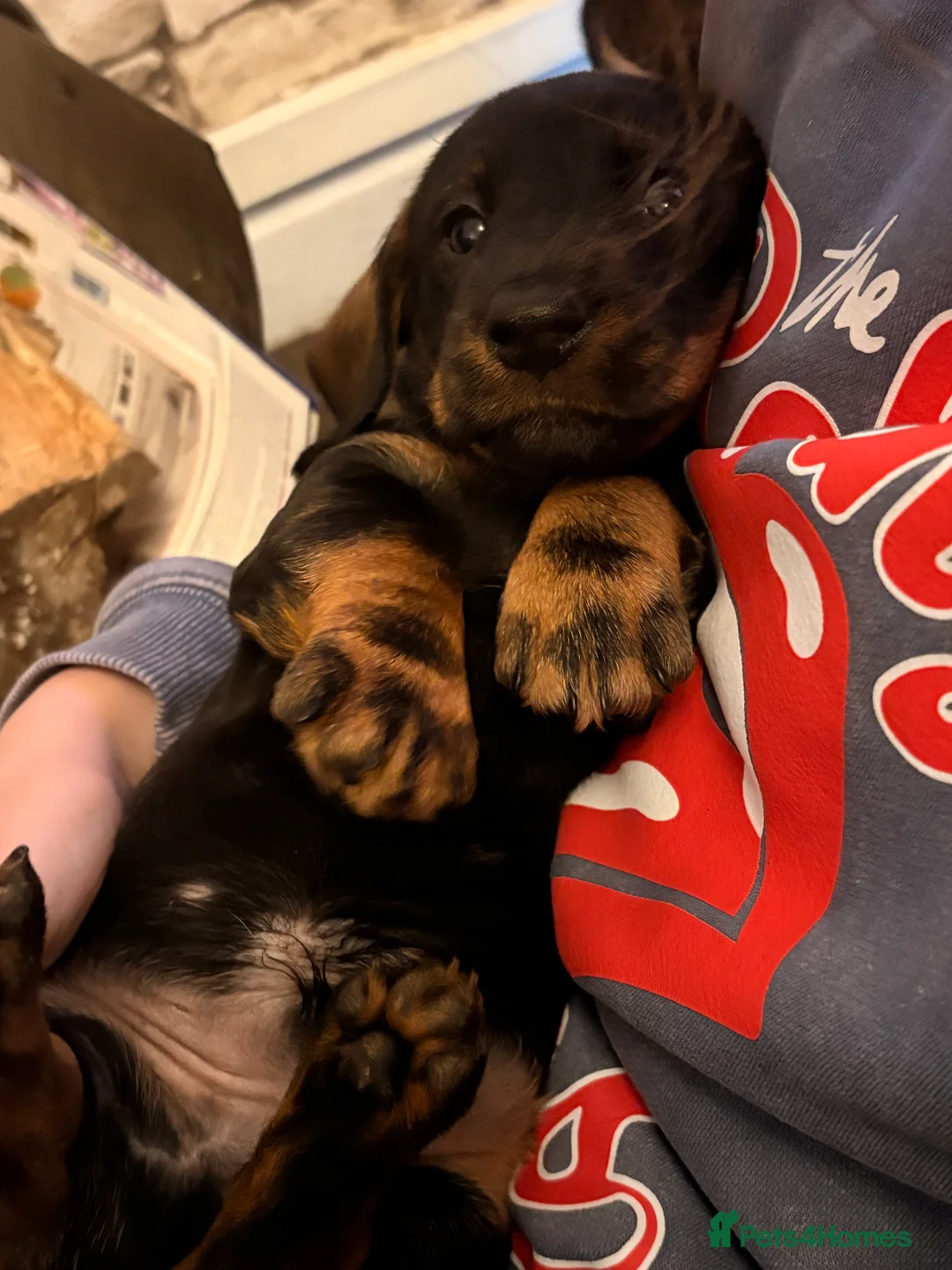 Dachshund dogs for sale: I have a beautiful litter of dachshund puppies  - Advert 5