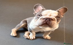 French Bulldog dogs for sale: 8 month old French bulldog  - Image 4