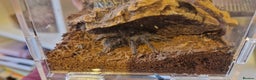 Tarantulas invertebrates for sale: Tarantulas for sale - Advert 5