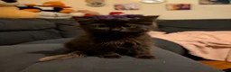 Mixed Breed cats for sale: Cats for sale - Advert 4