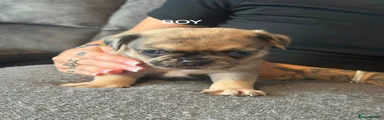 Jug 2
