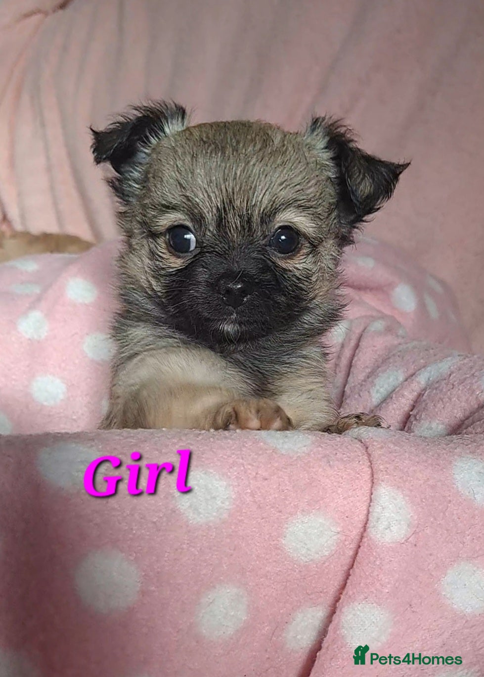 Chihuahua dogs Long Coat Chihuahua puppies for sale - Advert 5