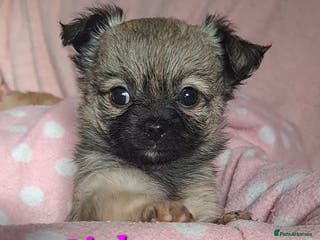 Chihuahua dogs Long Coat Chihuahua puppies for sale - Advert 4