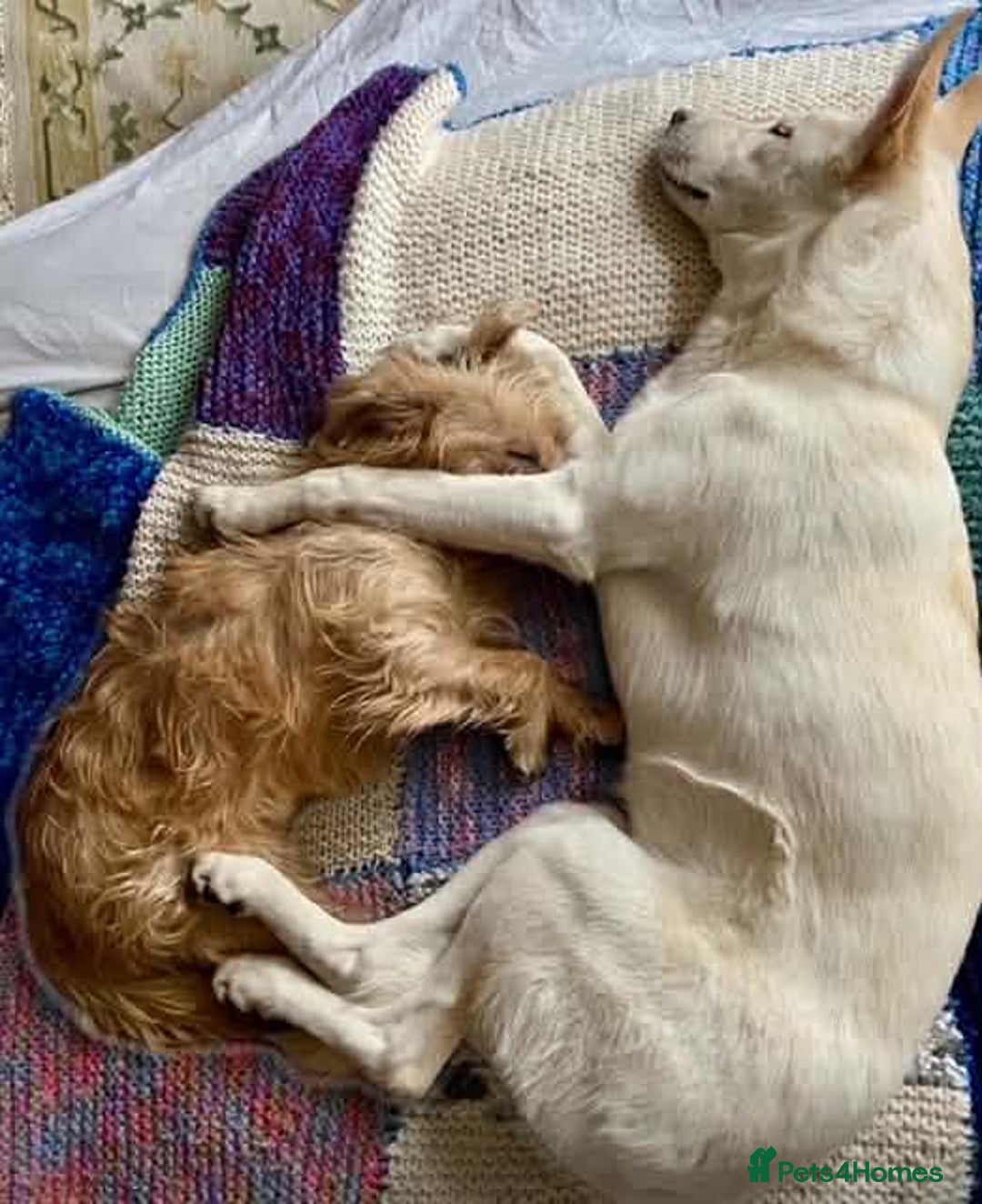 Mixed Breed dogs for adoption: SHILOH-happy girl/loving family dog/playful/social - Advert 16