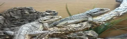 Bearded Dragon reptiles for sale: Western dwarf bearded dragons  - Advert 3