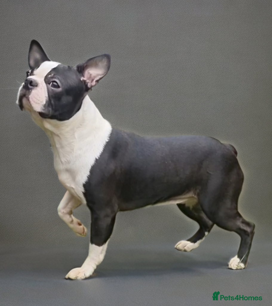 Boston Terrier dogs Classic Boston Terrier - Advert 3