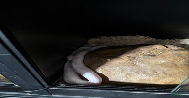 Corn Snake reptiles - Advert 5