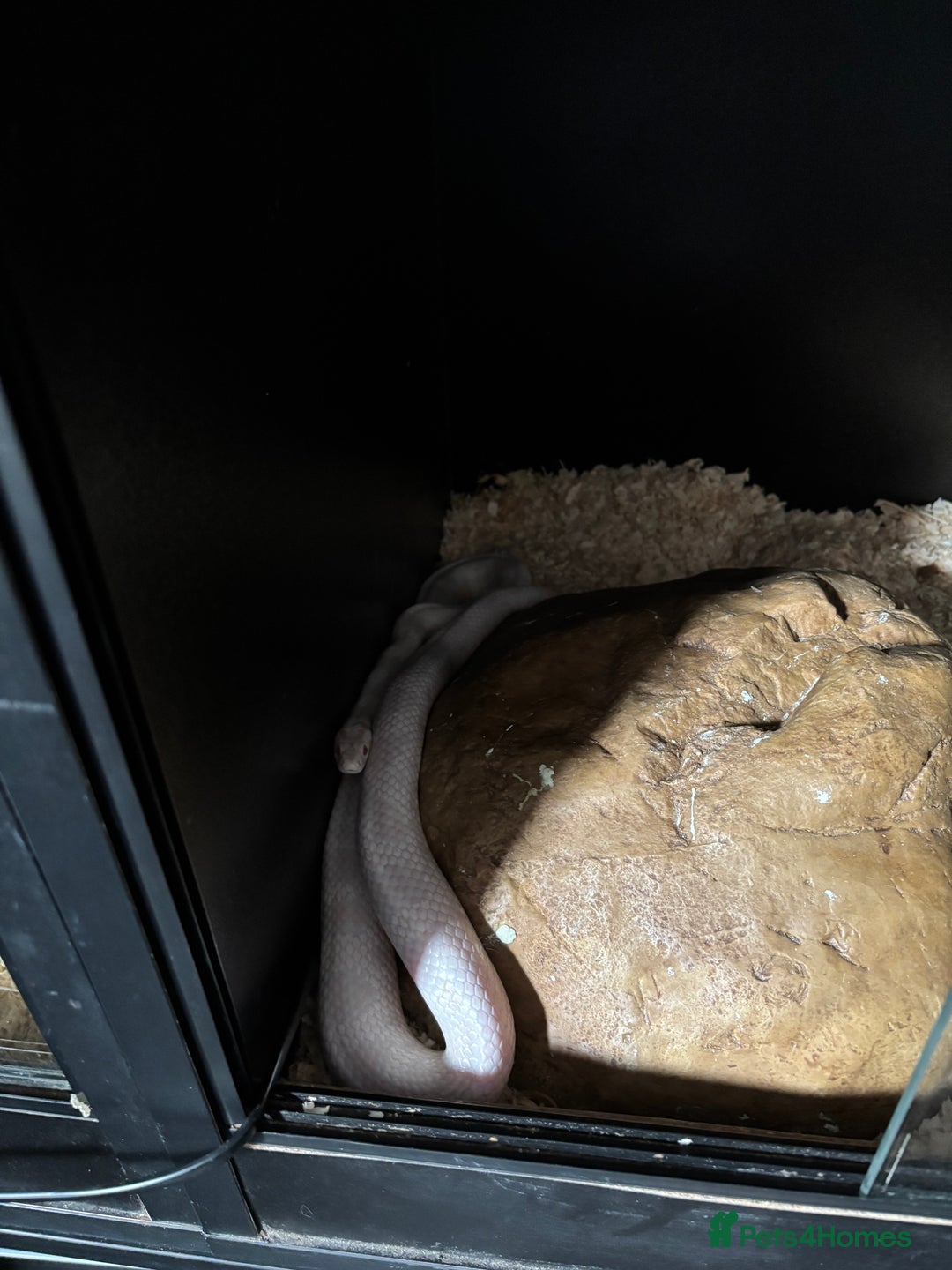 Corn Snake reptiles for sale: CORN SNAKES X 2 in full set ups - Image 3