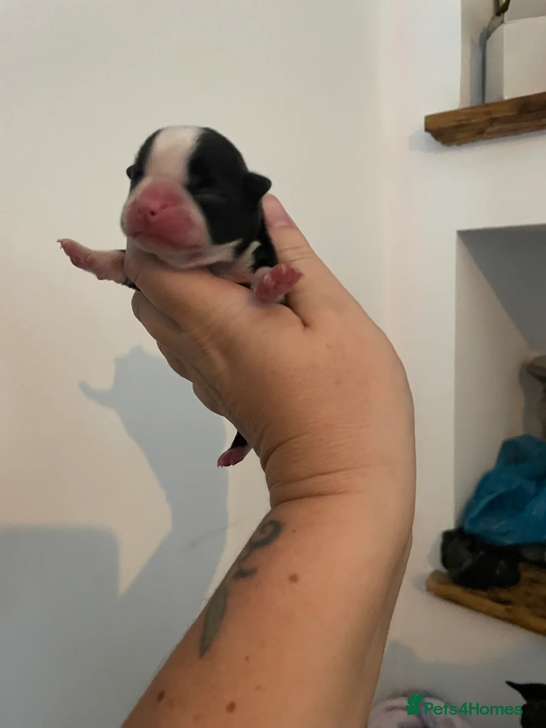 Boston Terrier dogs for sale: 5 Outstanding Wildax & Skin Deep  - Advert 2
