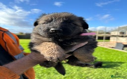 German Shepherd dogs for sale: Beautiful Litter of German Shepherd Puppies - Image 25