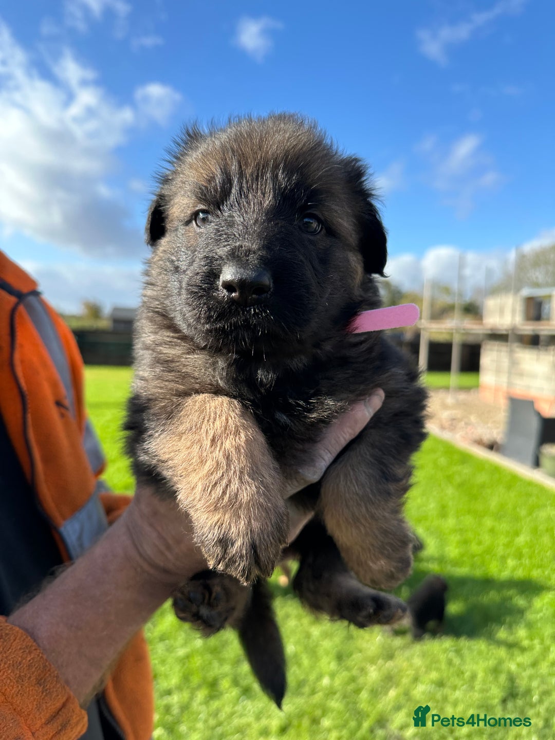 German Shepherd dogs for sale: Beautiful Litter of German Shepherd Puppies - Image 25