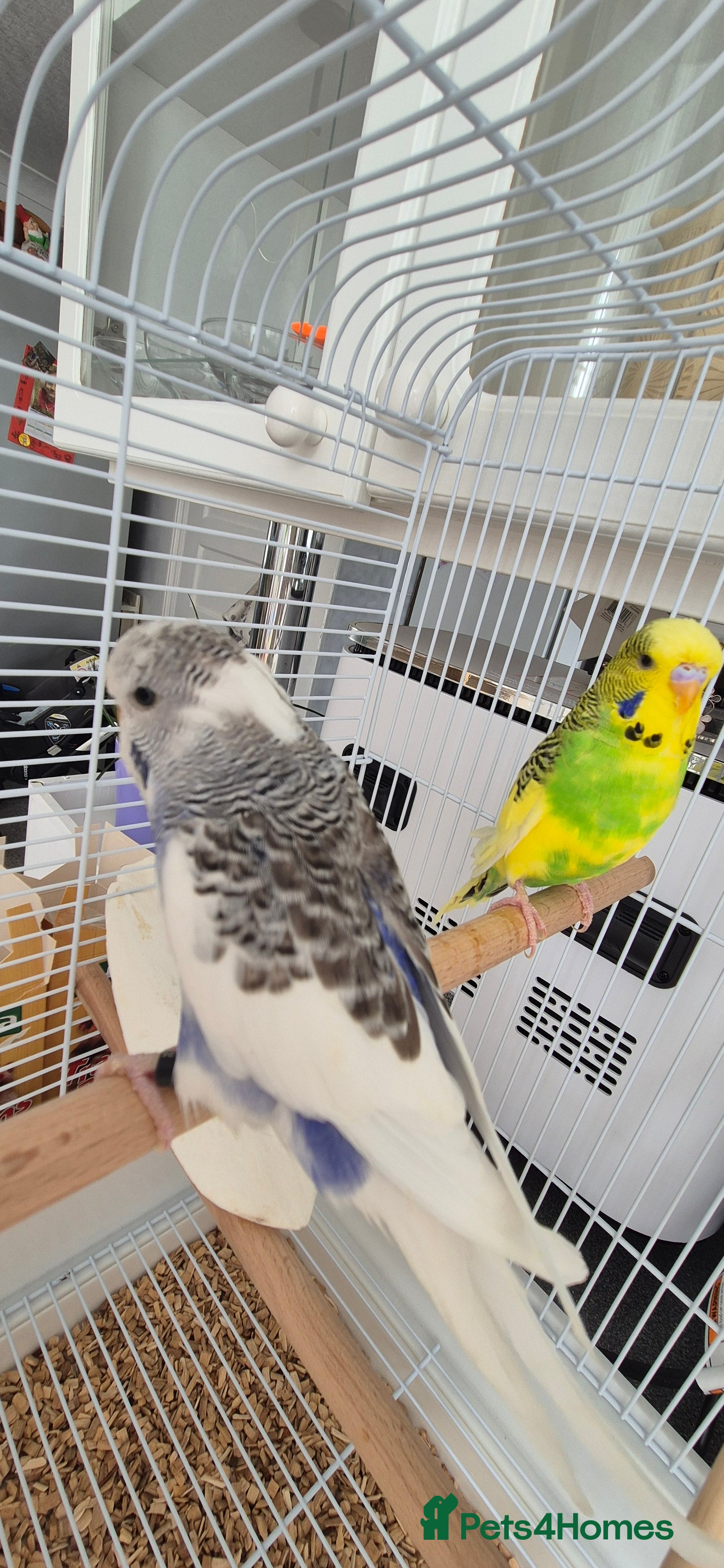 Budgerigars birds Pair of Young Budgies with Cage  - Advert 16