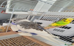 Budgerigars birds for sale: Pair of Young Budgies with Cage  - Image 1