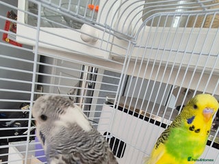 Budgerigars birds for sale - Advert 1