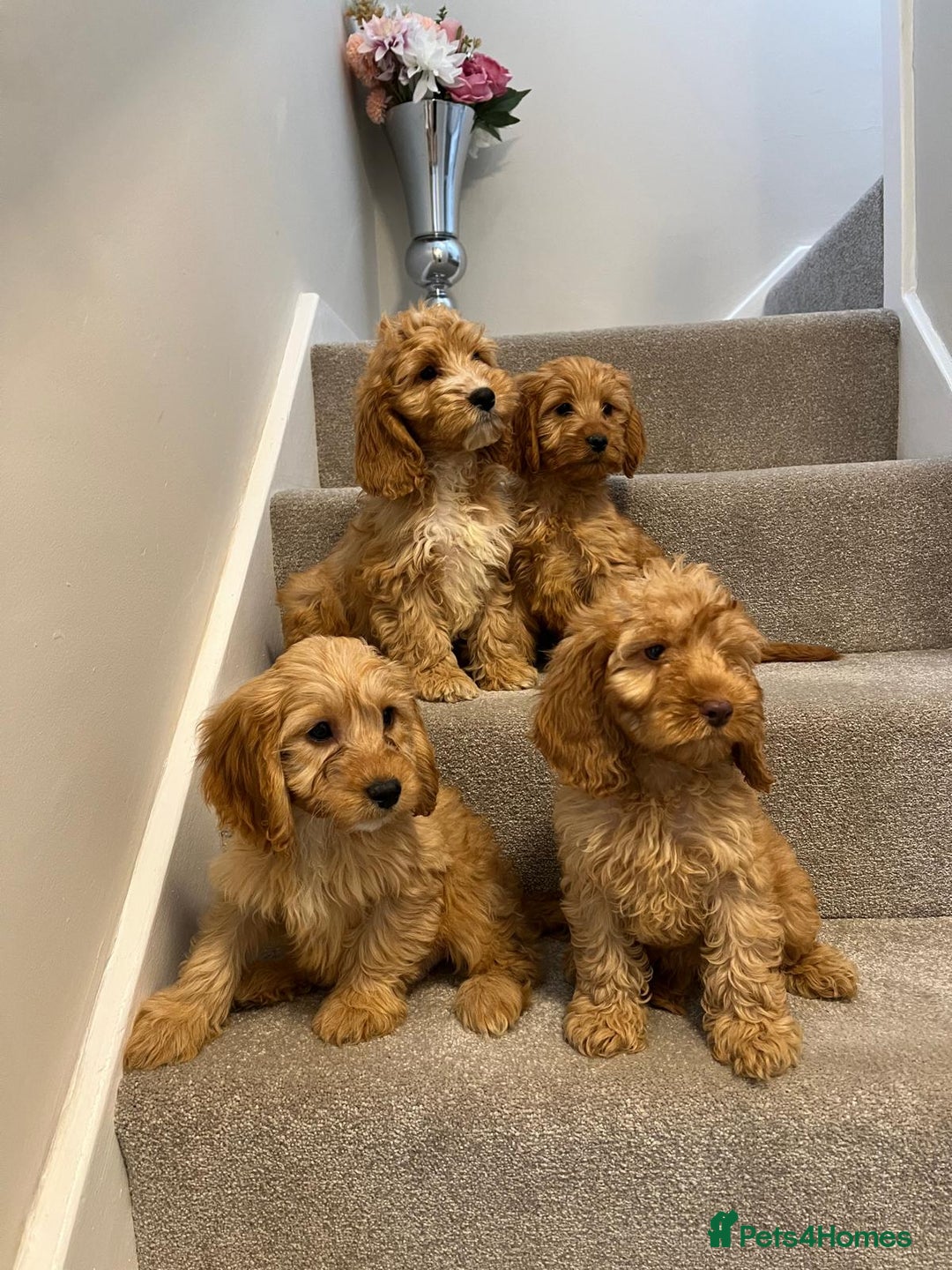 Cockapoo dogs for sale: Cockapoo puppies ready now  - Image 12