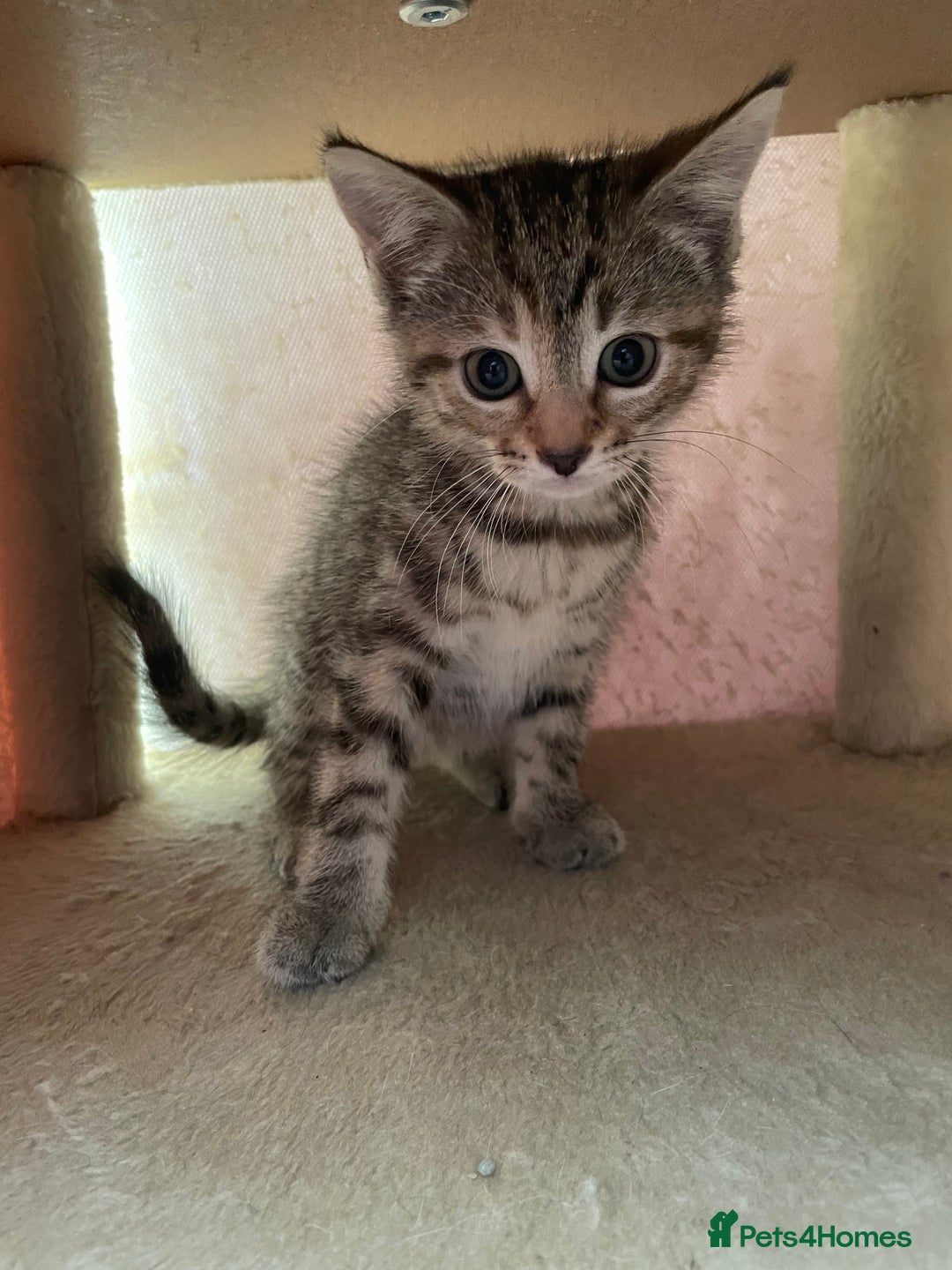 Mixed Breed cats for sale: Beautiful kitties looking for their forever homes. - Image 8