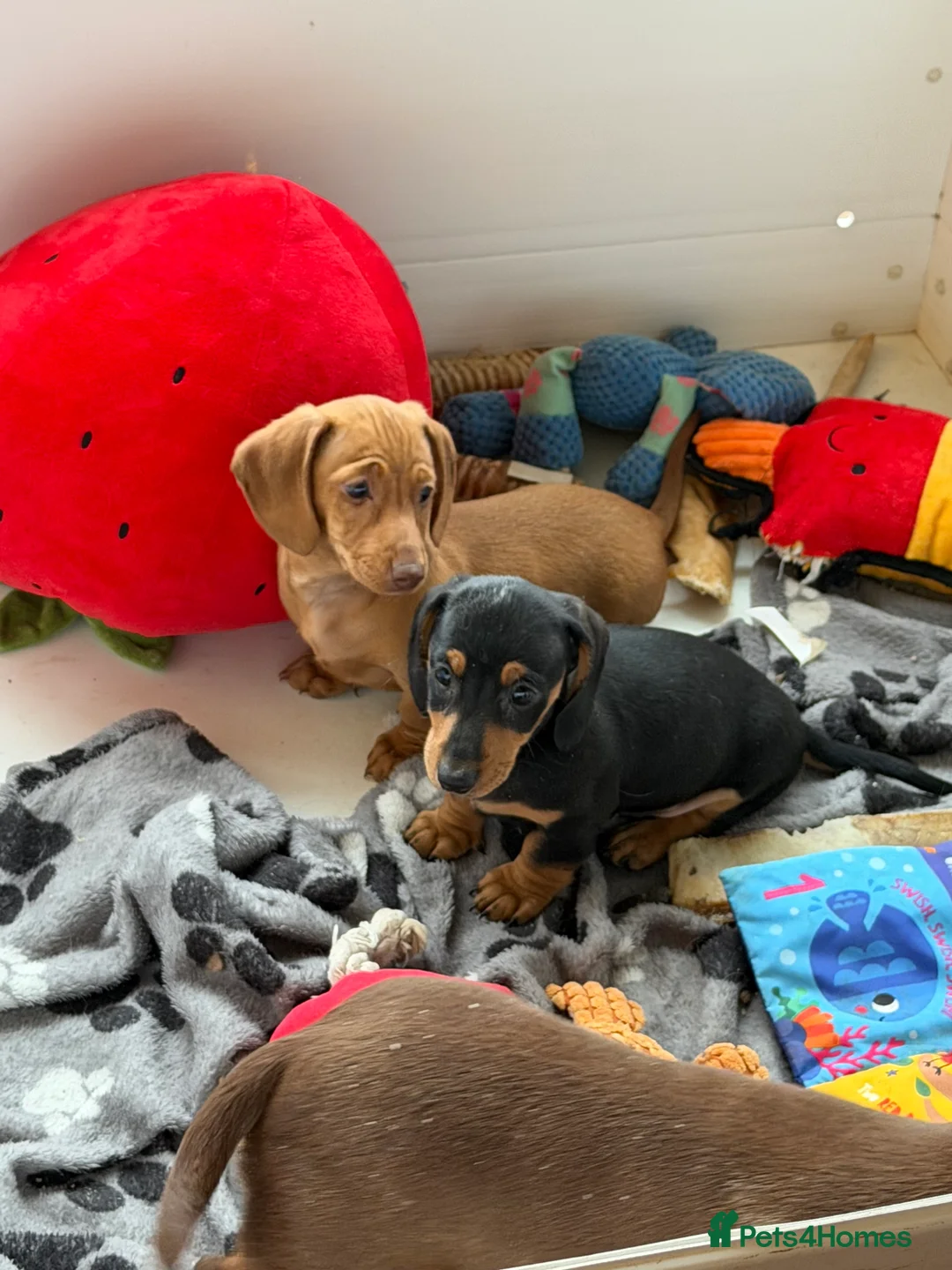 Miniature Dachshund dogs for sale: Beautiful Minature smooth haired dachshund puppies - Advert 1