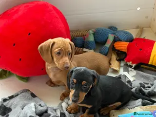 Miniature Dachshund dogs Beautiful Minature smooth haired dachshund puppies - Advert 8