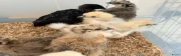 Chickens poultry for sale: Silkies & polish chicks  - Advert 5