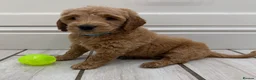 Double Doodle dogs for sale: Sunning littler of Australian Double Doodles  - Advert 7