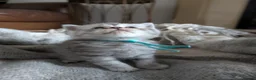 British Shorthair cats for sale: Full British shorthairs  - Advert 8