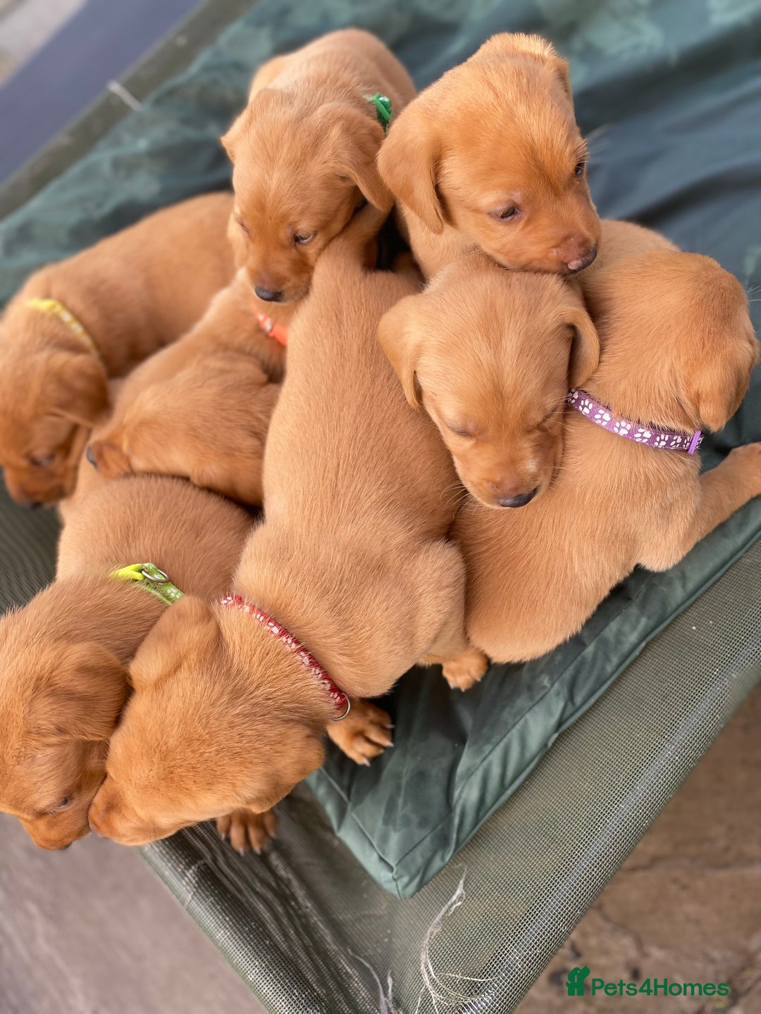 Labrador Retriever dogs for sale: Fox Red Labrador Puppies  - Image 19