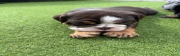 Olde English Bulldogge dogs for sale: STUNNING RARE OLD ENGLISH BULLDOG PUPS - Advert 12