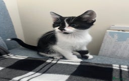 Mixed Breed cats for sale: Bengal x British long hair kittens  - Image 18