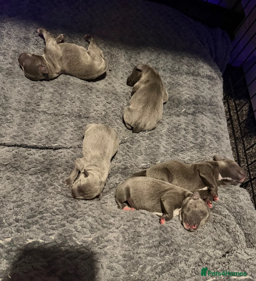 Staffordshire Bull Terrier dogs for sale: 💙KC BLUE STAFFORDSHIRE BULL TERRIER PUPPIES💙 - Advert 27