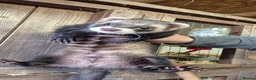 Ferret rodents for sale: Micro eu ferrets at 4 girls left 2 boys 15 weeks  - Advert 1
