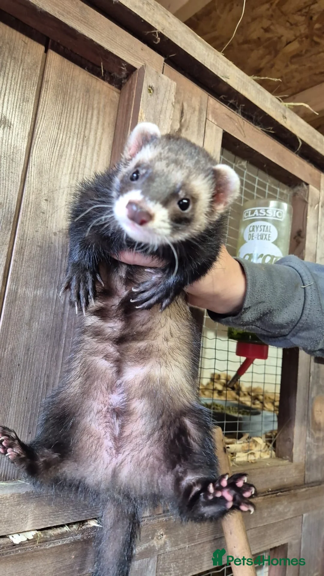 Ferret rodents for sale: Micro eu ferrets at 4 girls left 2 boys 15 weeks  - Advert 1