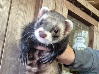 Ferret rodents Micro eu ferrets at 4 girls left 2 boys 15 weeks - Advert 14