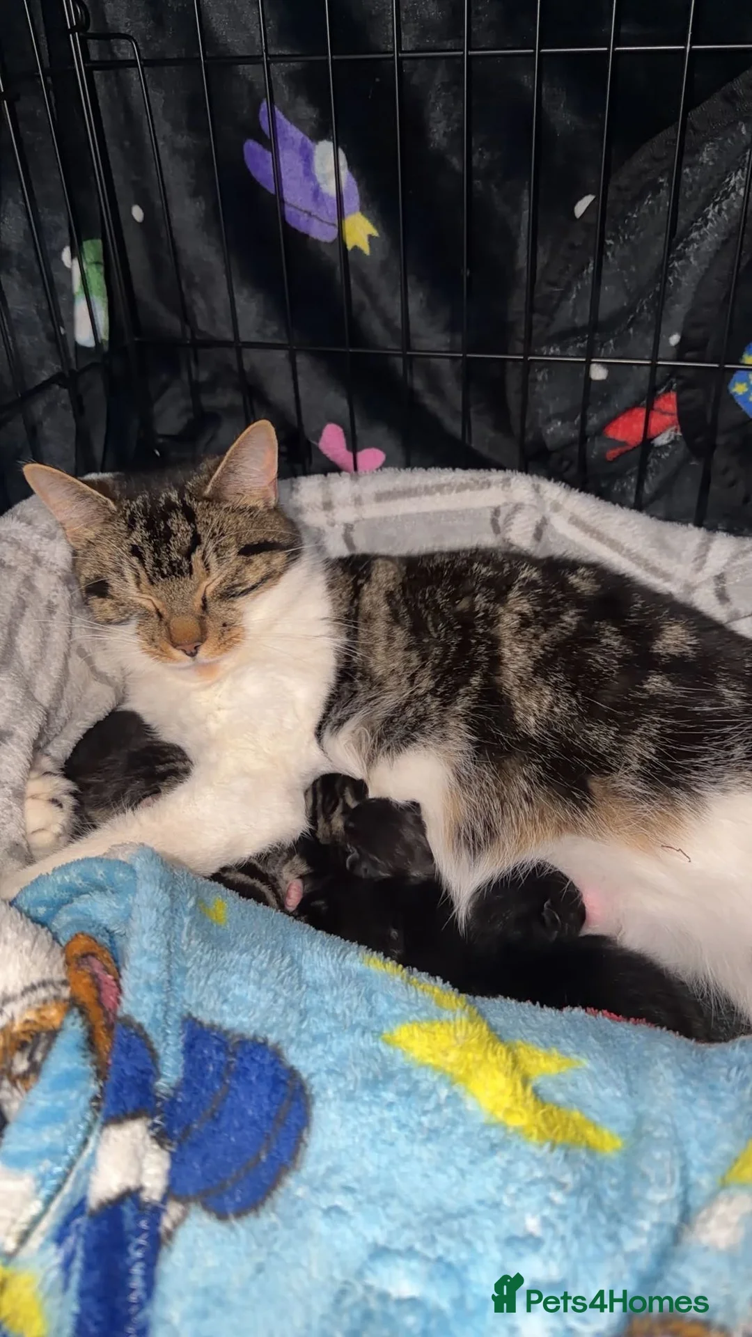 Mixed Breed cats for sale: 6 beautiful kittens in Wellingborough - Advert 14