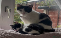British Shorthair cats for sale: 2 Male kittens available  - Image 6