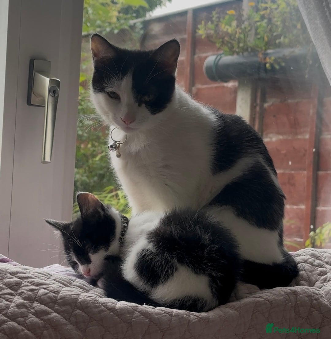 British Shorthair cats for sale: 2 Male kittens available  - Image 6