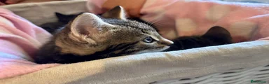 Domestic Shorthair 4