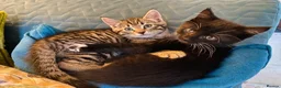 Mixed Breed cats for sale: Three Beautiful Kittens. READY TO GO!  - Advert 13