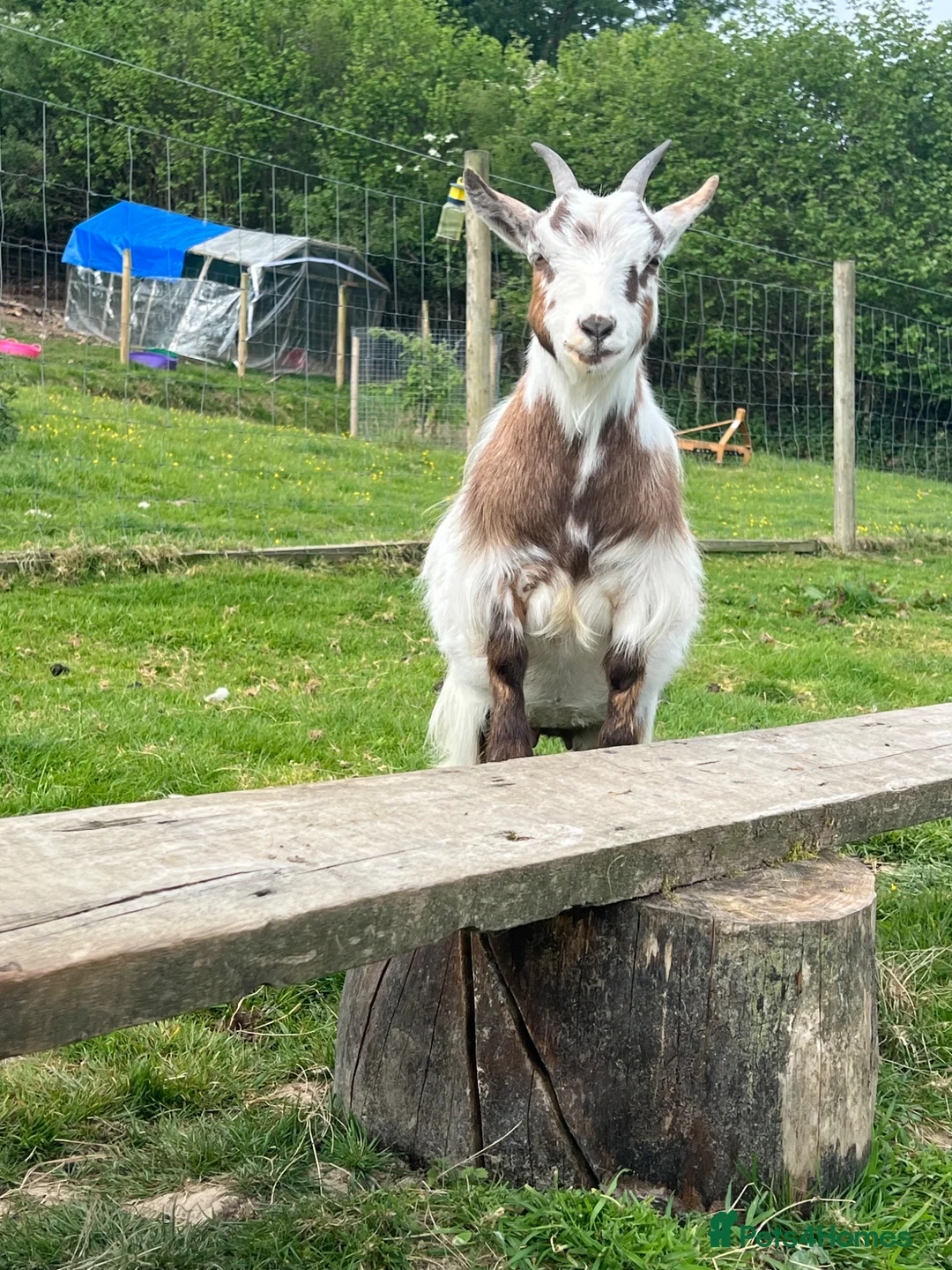 Goats livestock for sale: Beautiful trio of Pygmy Goats  - Advert 2